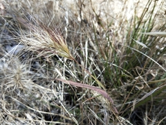 Aristida behriana