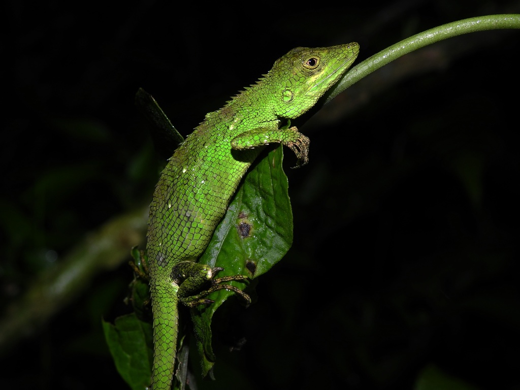 Indonesian False Bloodsucker
