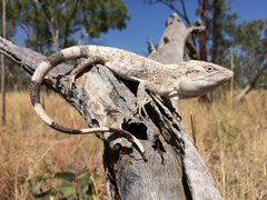 Chameleon Dragon photo 1