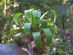 Vriesea