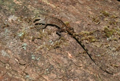 Gonocephalus kuhlii