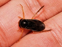 Corixa
