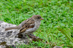Passer domesticus