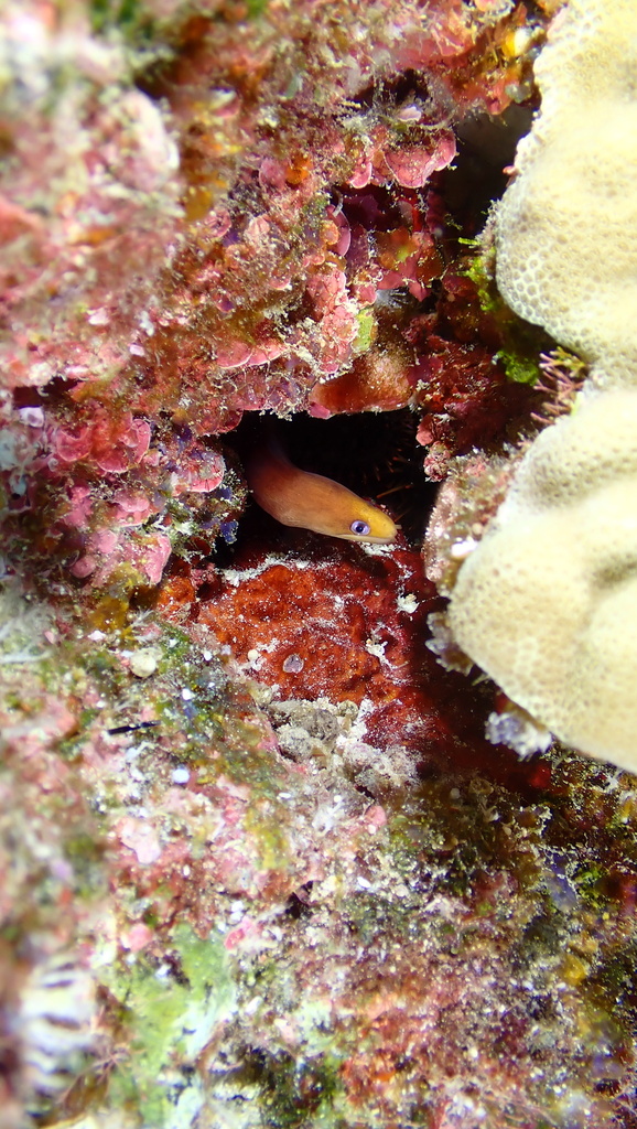 Blackspot Moray