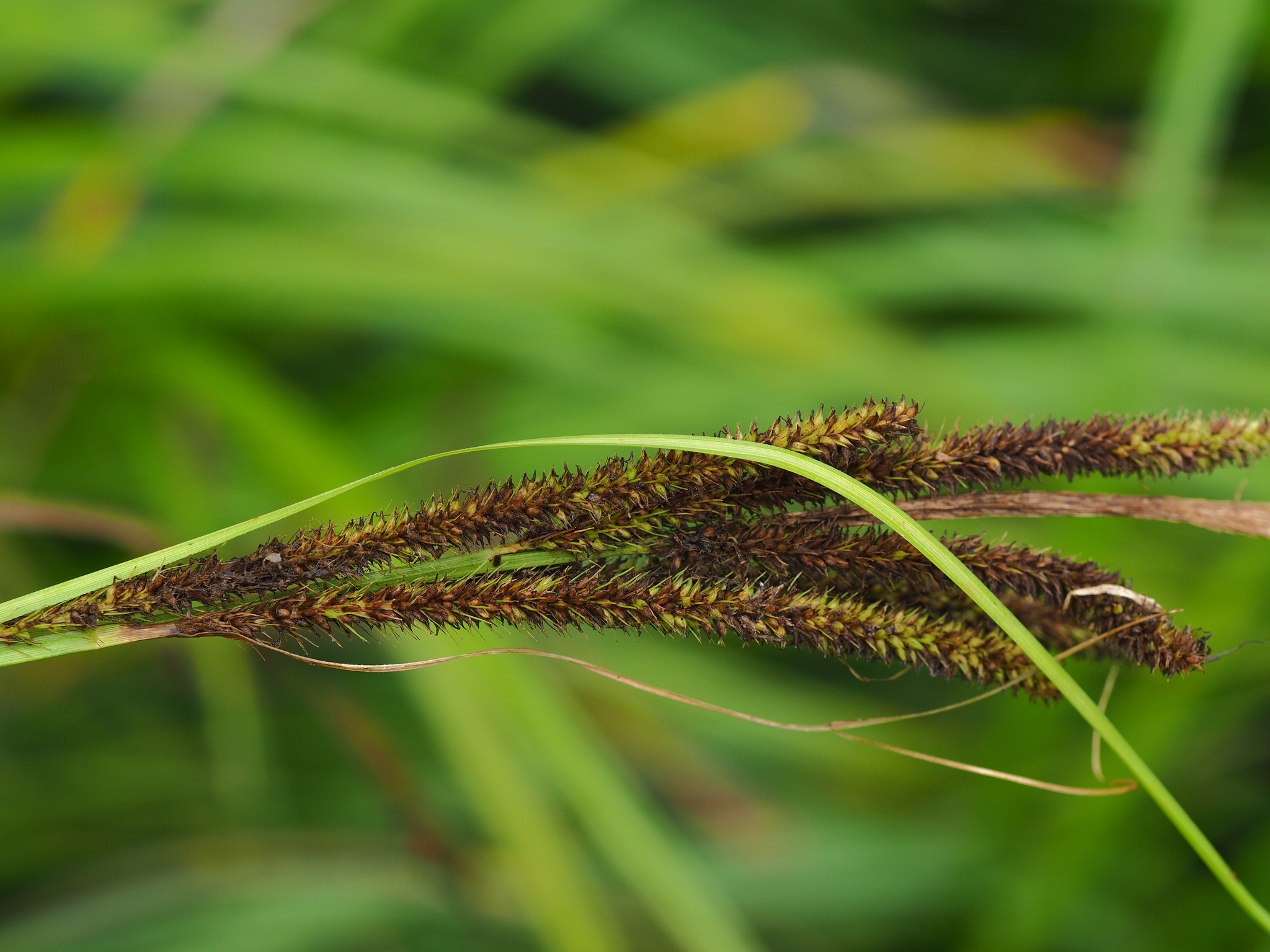 Carex nemostachys — ảnh 2