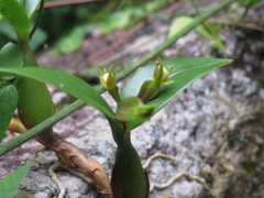 Prosthechea pygmaea