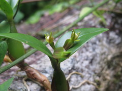 Prosthechea pygmaea