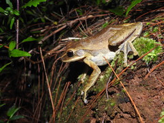 Polypedates leucomystax