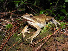 Polypedates leucomystax