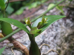 Prosthechea pygmaea