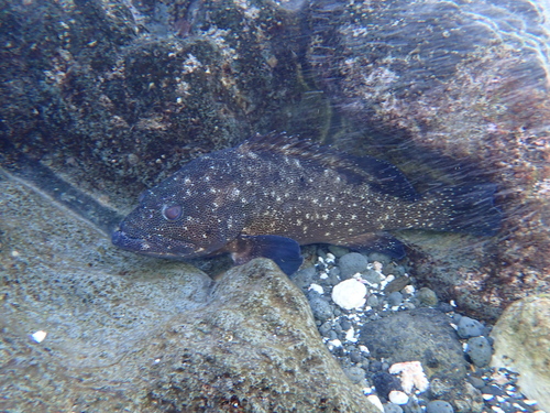 Surge grouper (Epinephelus socialis) — Serranidae — 4