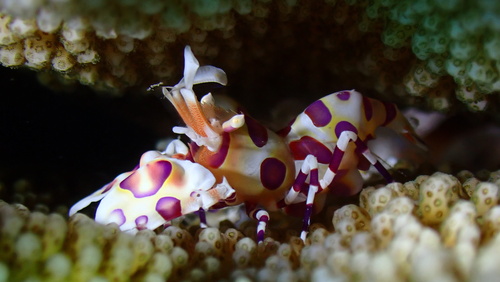 Hymenocera picta, 2025-10-03