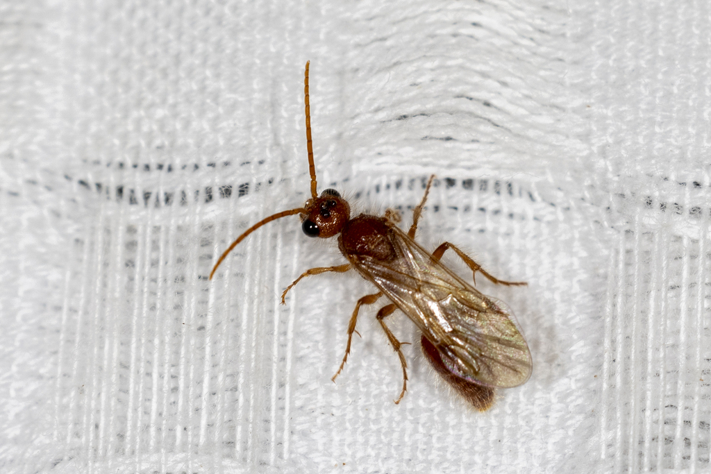 Sphaeropthalma amphion