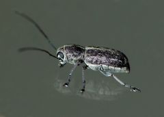 Euciodes suturalis
