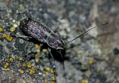 Euciodes suturalis