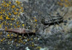 Euciodes suturalis