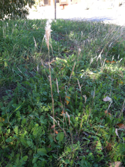 Bothriochloa torreyana