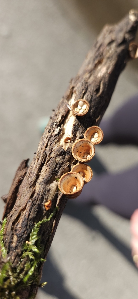 Crucibulum simile · October 2025 · photo: © shane212 (iNaturalist, cc0)