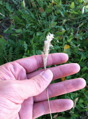 Bothriochloa torreyana