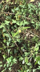Sonchus oleraceus