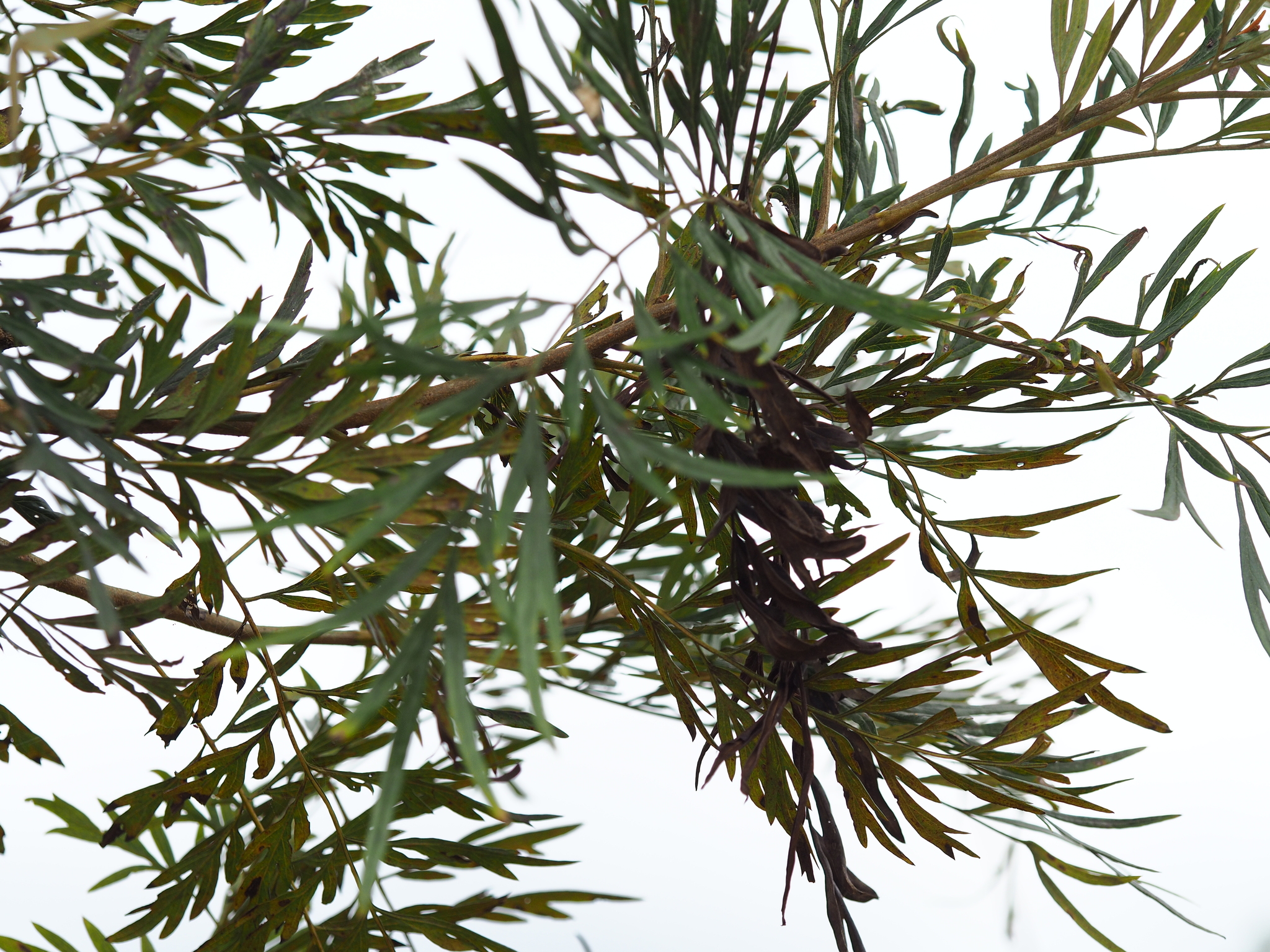 Grevillea robusta (Grevillea robusta)