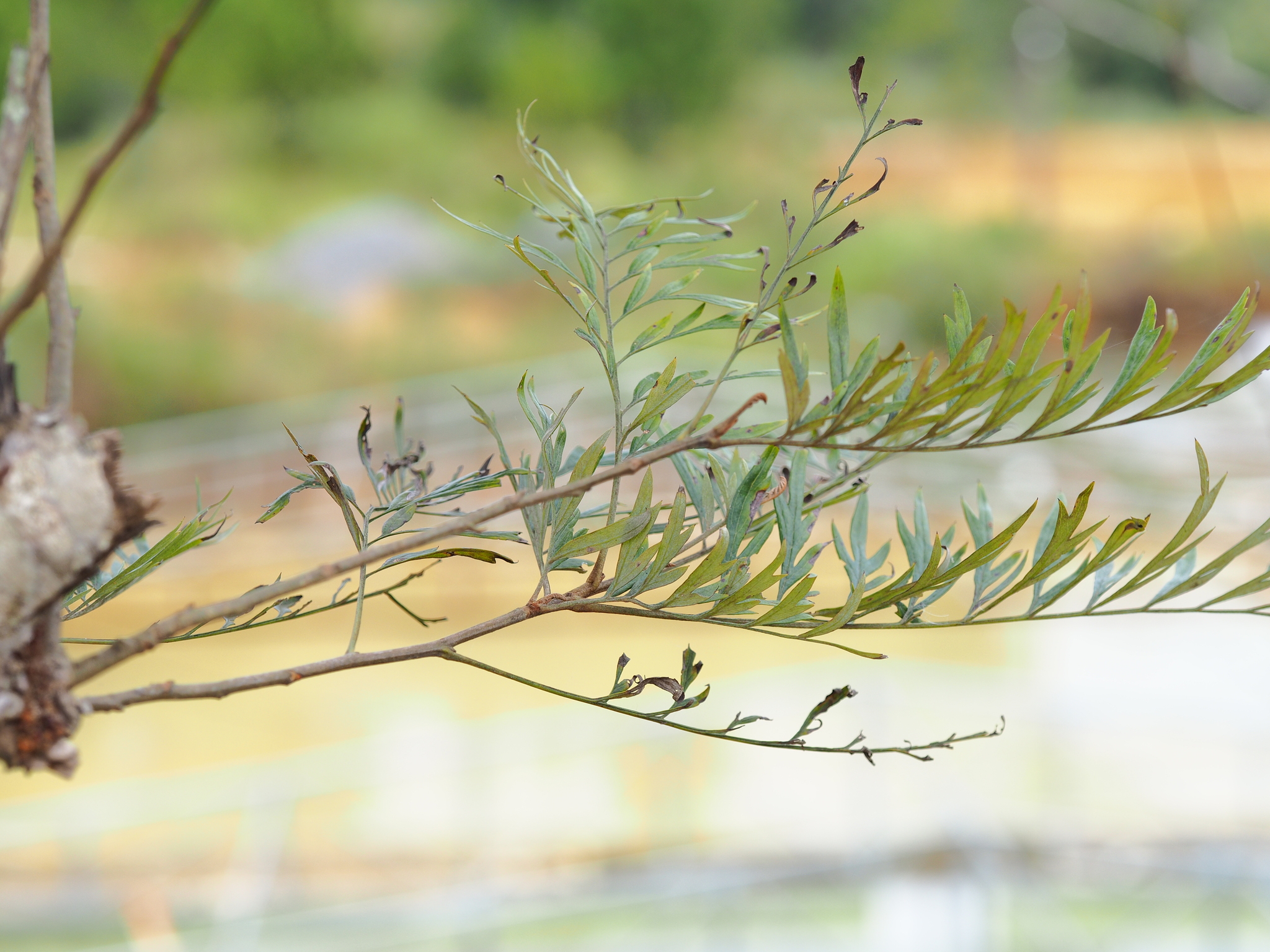 Grevillea robusta — ảnh 2