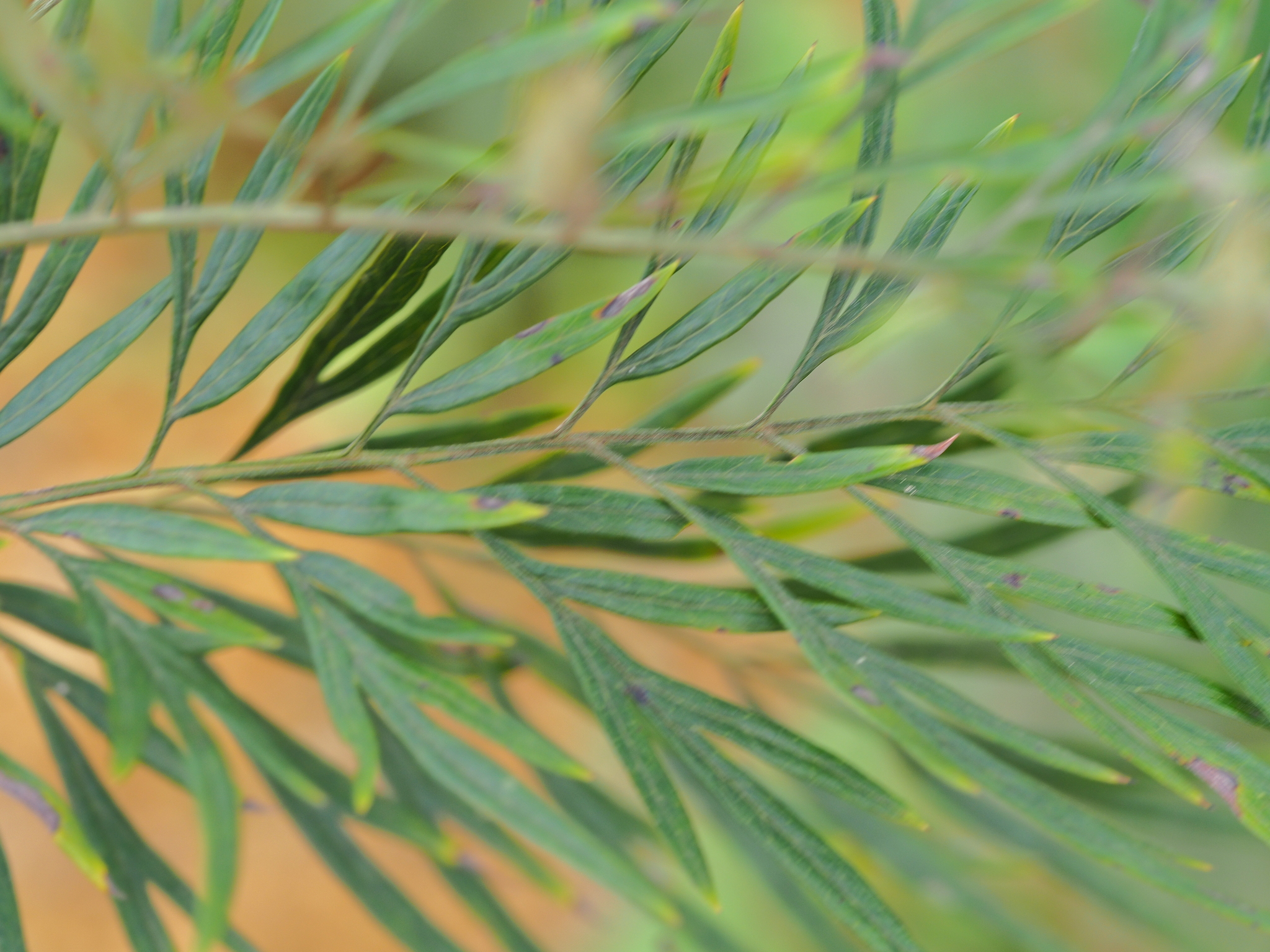 Grevillea robusta — ảnh 3