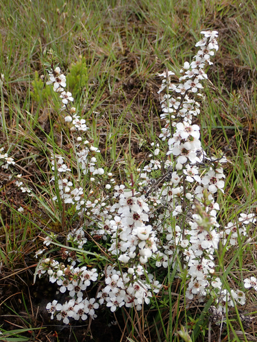 Leptospermum scoparium
