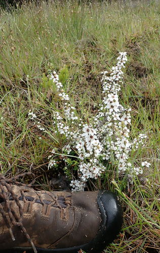 Leptospermum scoparium