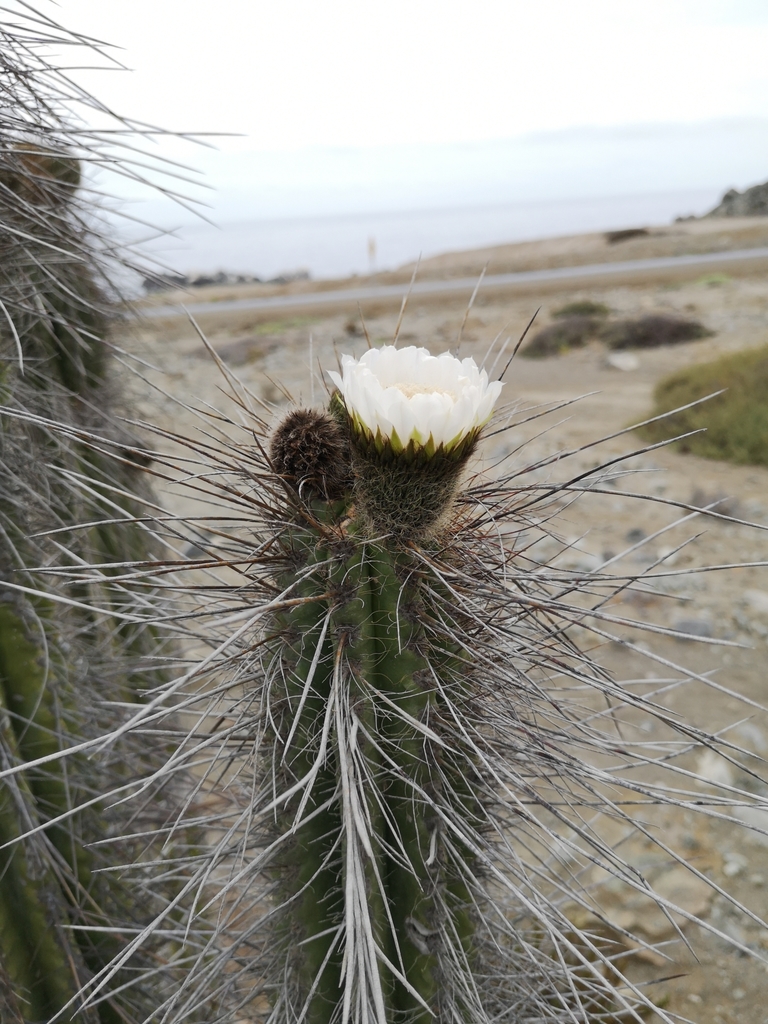 Eulychnia taltalensis