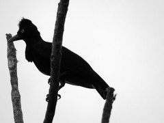 Cephalopterus ornatus