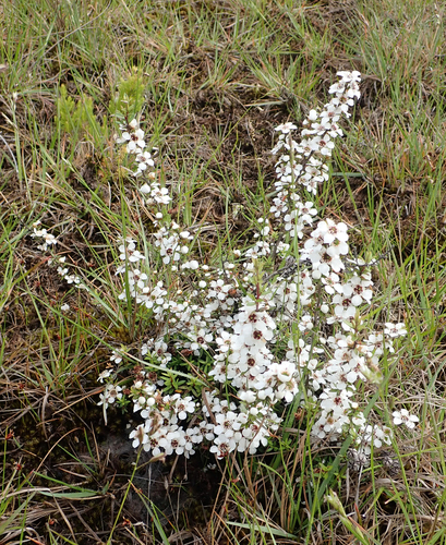 Leptospermum scoparium