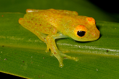 Boophis viridis