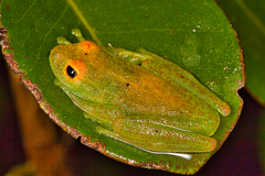 Boophis viridis