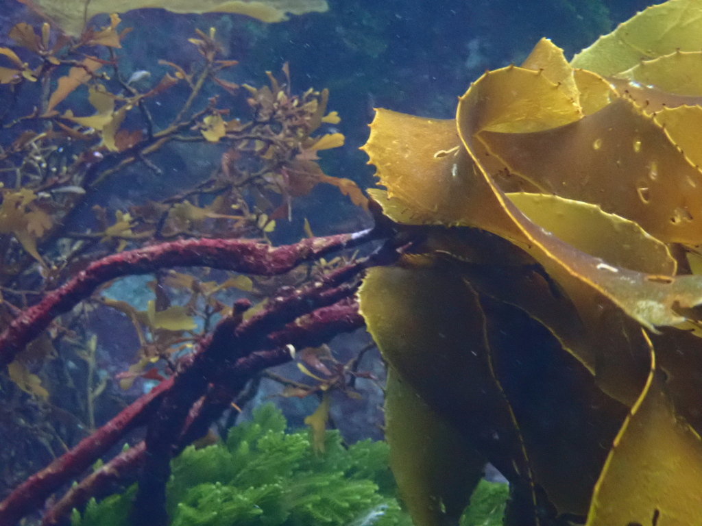 Lessonia Spp Lessonia septentrionalis from Northland Region, New Zealand on ...