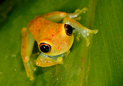 Boophis viridis