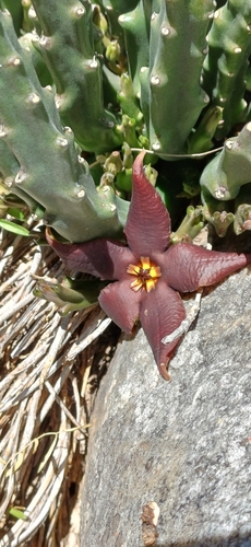 Gonostemon vetulus (Masson) P.V.Heath 2