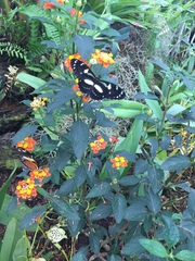 Heliconius atthis
