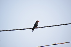 Eurystomus orientalis pacificus