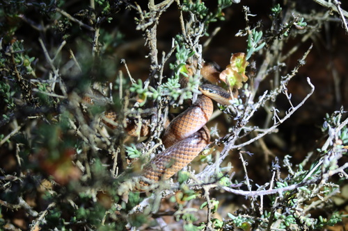 Black-naped Hooded Snake sighting