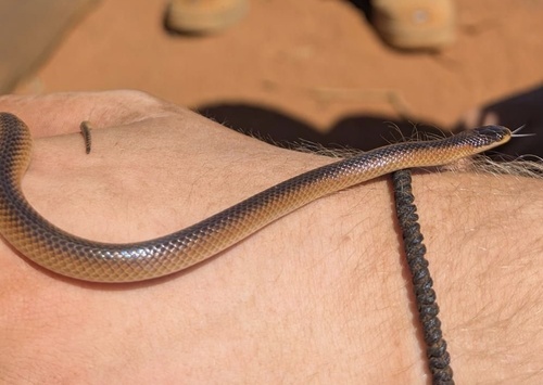 Black-naped Hooded Snake sighting