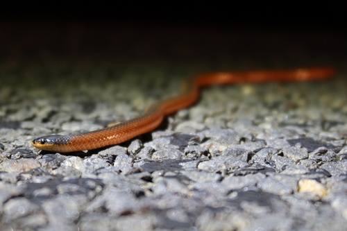Black-naped Hooded Snake sighting