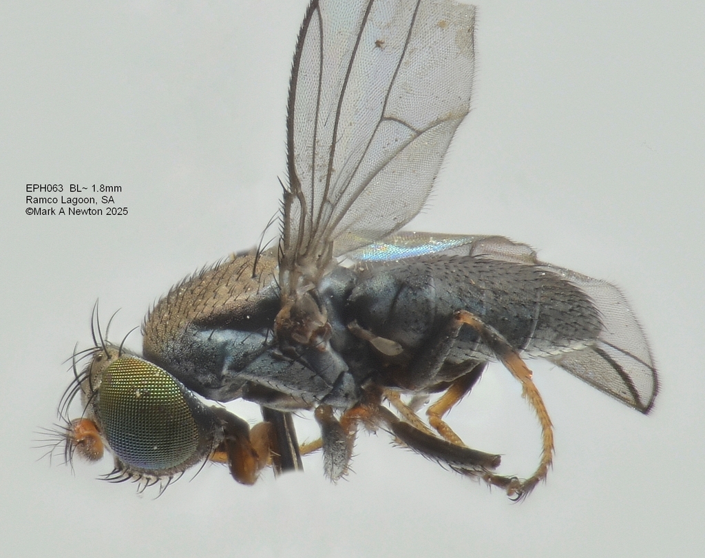 Polytrichophora canora