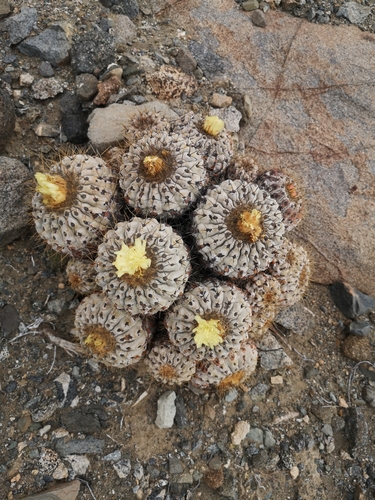 Copiapoa gigantea