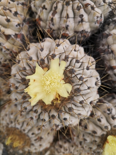 Copiapoa gigantea