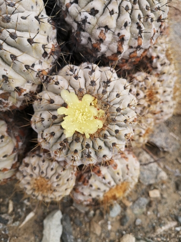 Copiapoa gigantea