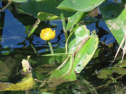 Nuphar japonica, photograph 6