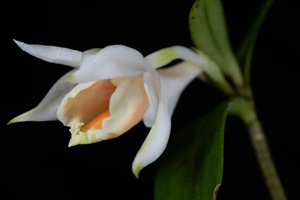 Dendrobium chapaense Aver.