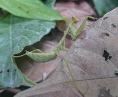 Stagmomantis theophila