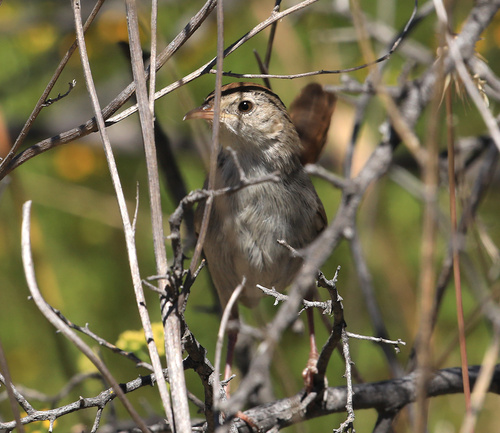 Grey-backed Cisticola (Cisticola subruficapilla), photo 10